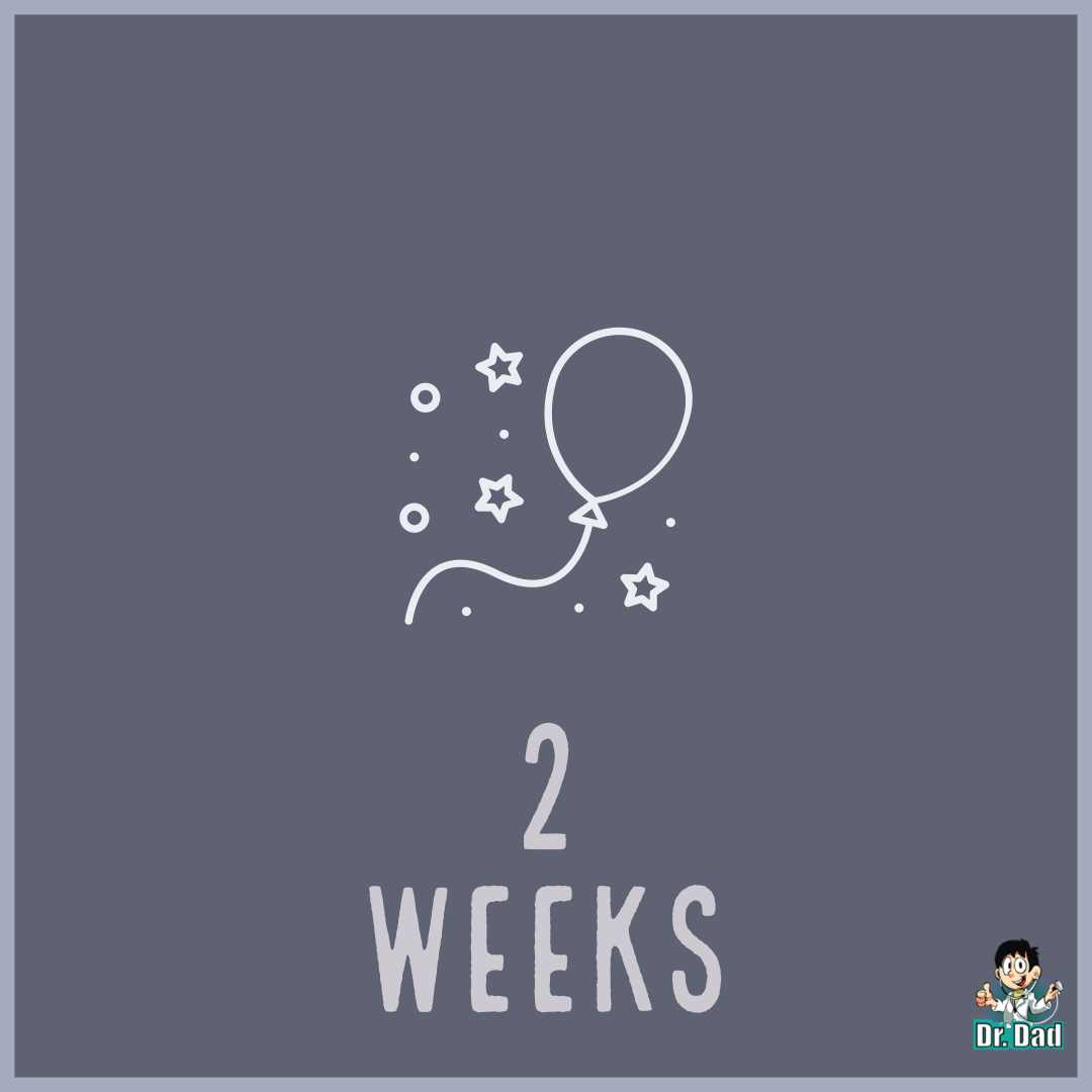 your pregnancy week by week week 2