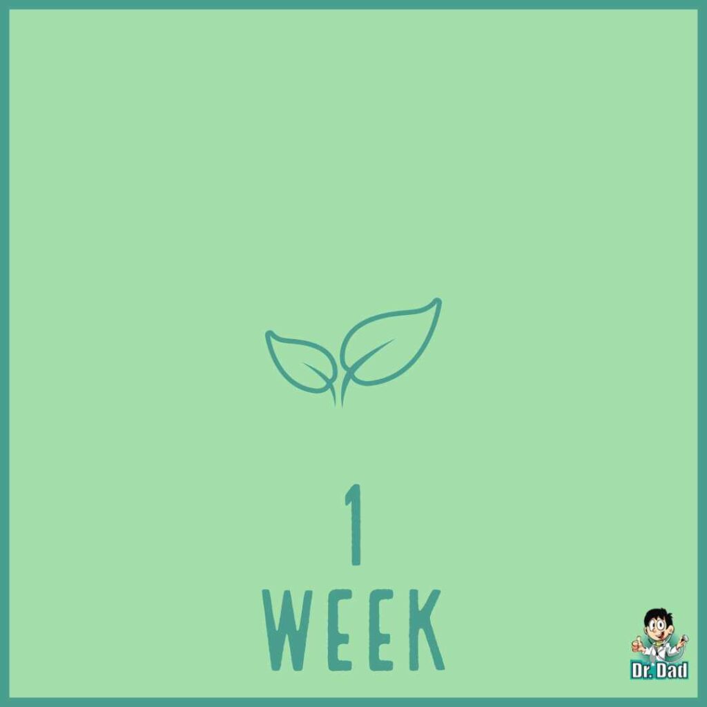 your pregnancy week by week week 1