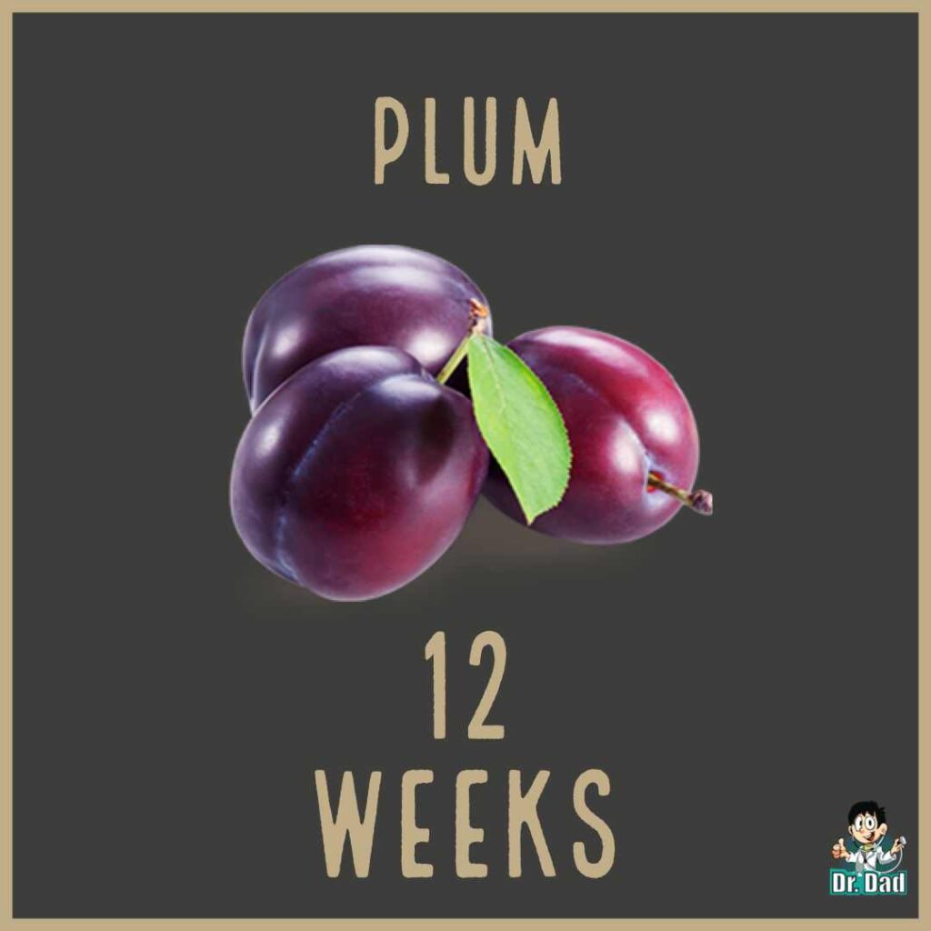 your pregnancy week by week week 12