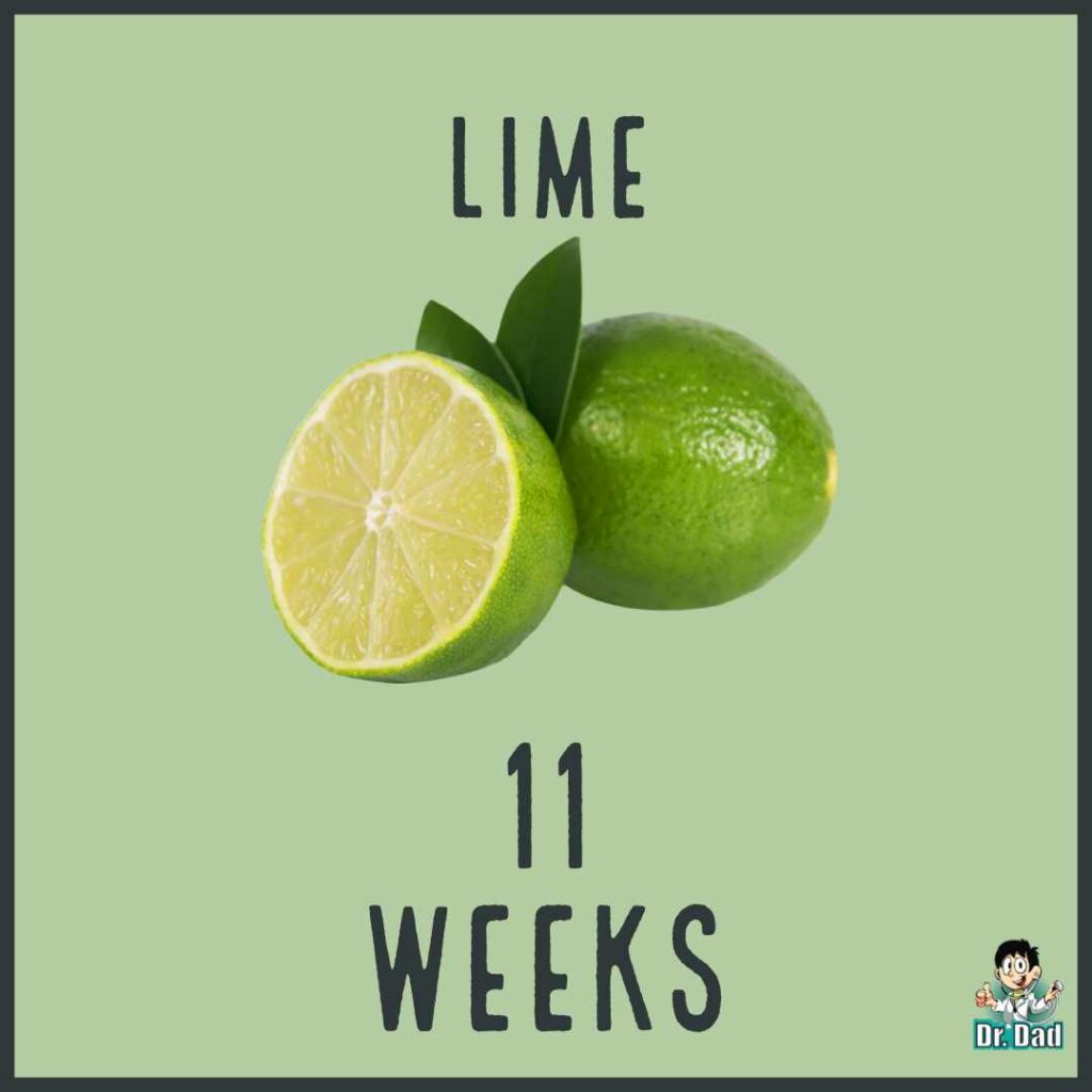 your pregnancy week by week week 11