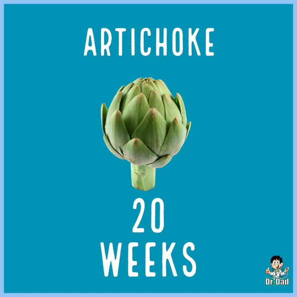 your pregnancy week by week week 20