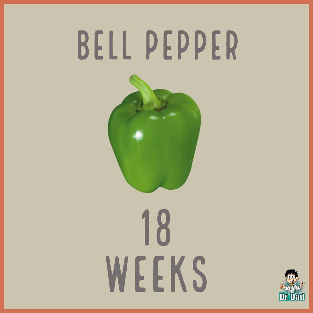 your pregnancy week by week week 18