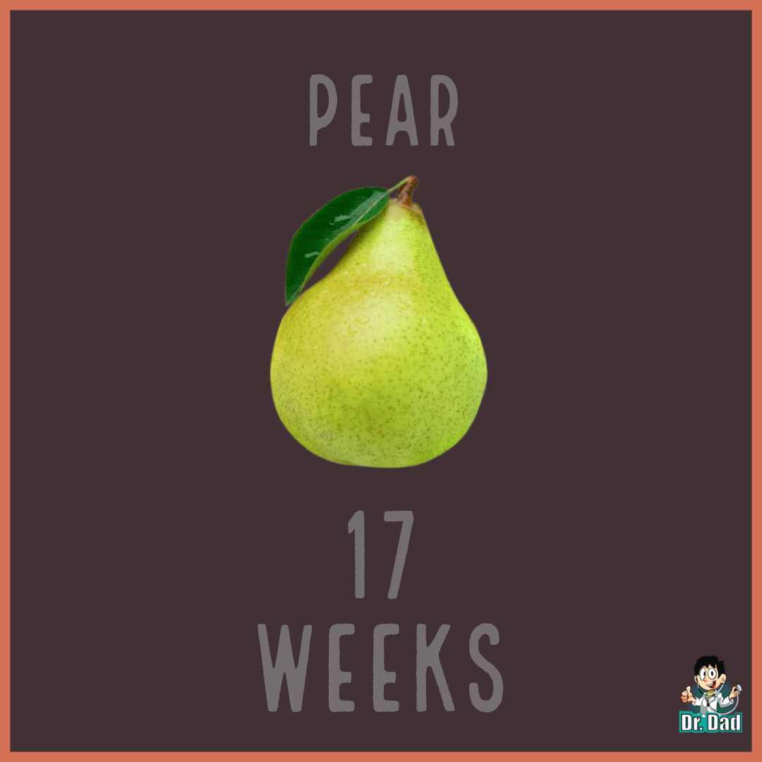 your pregnancy week by week week 17