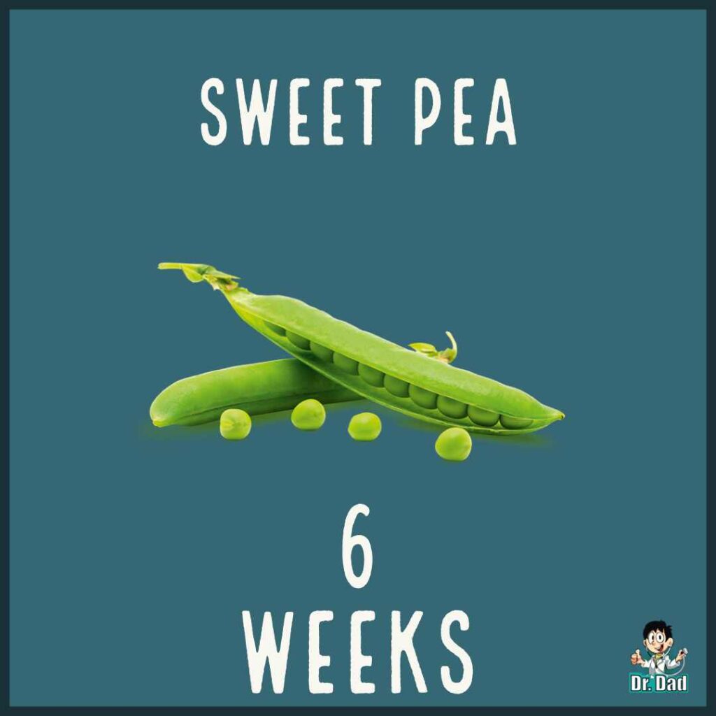 your pregnancy week by week week 6