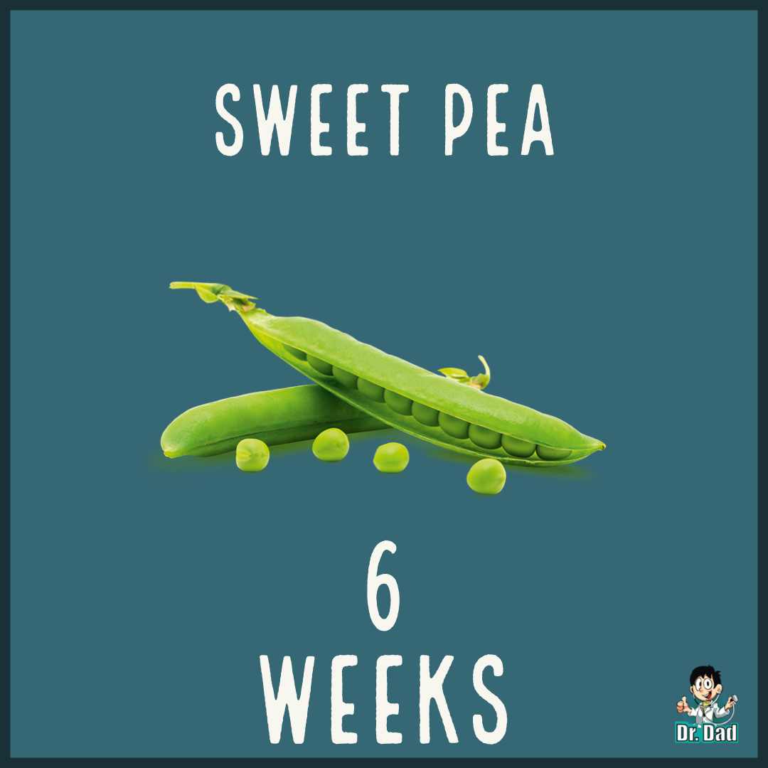 your pregnancy week by week week 6