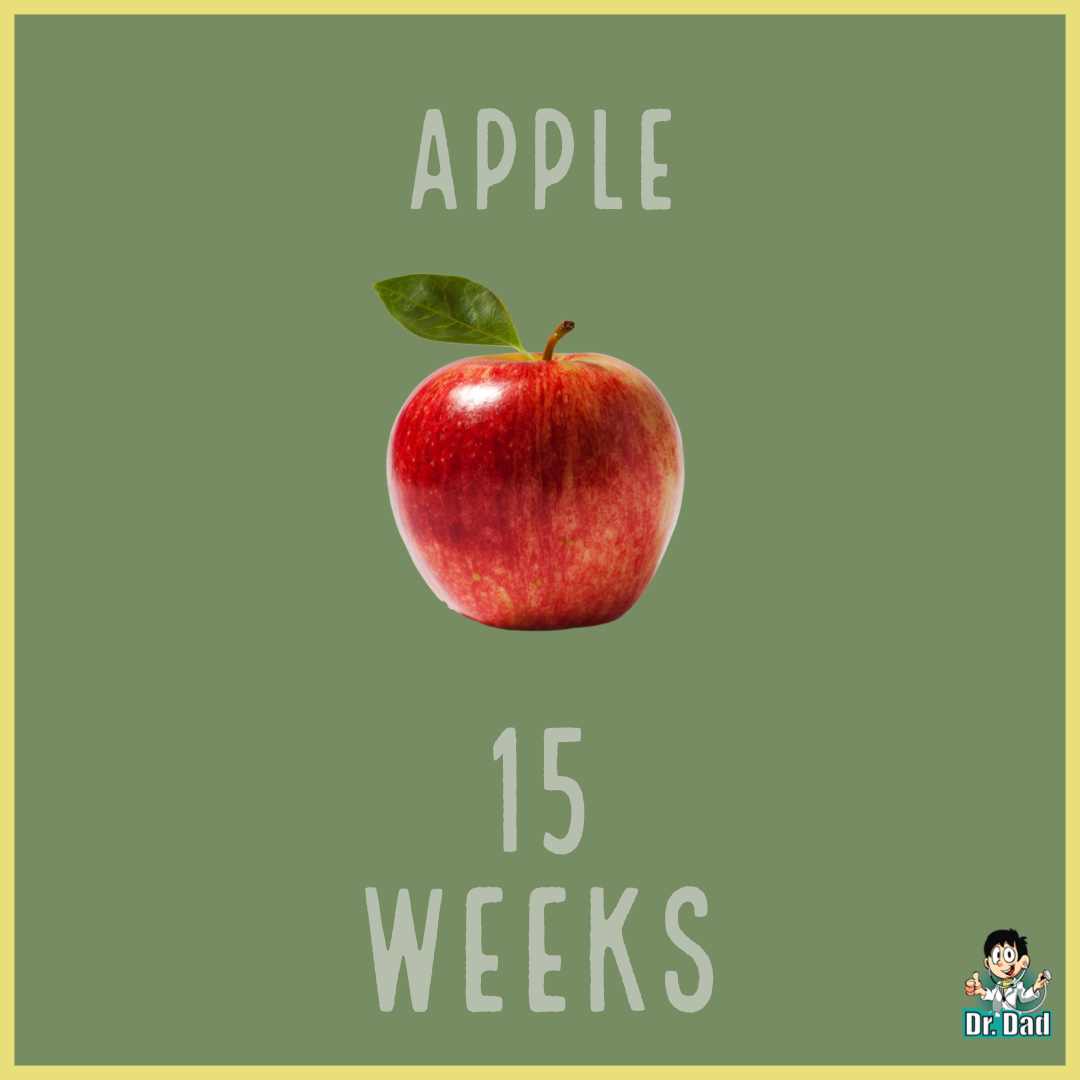 your pregnancy week by week week 14