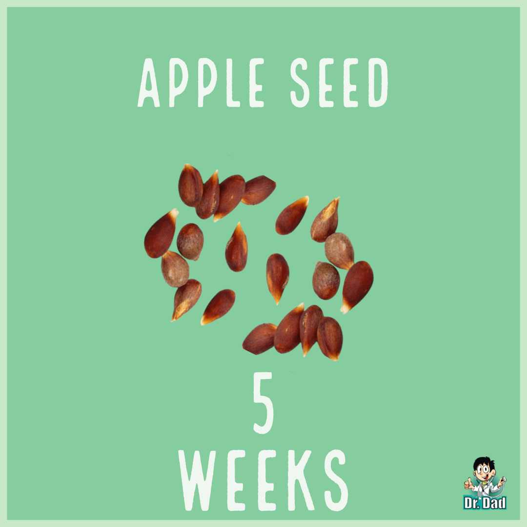 your pregnancy week by week week 5