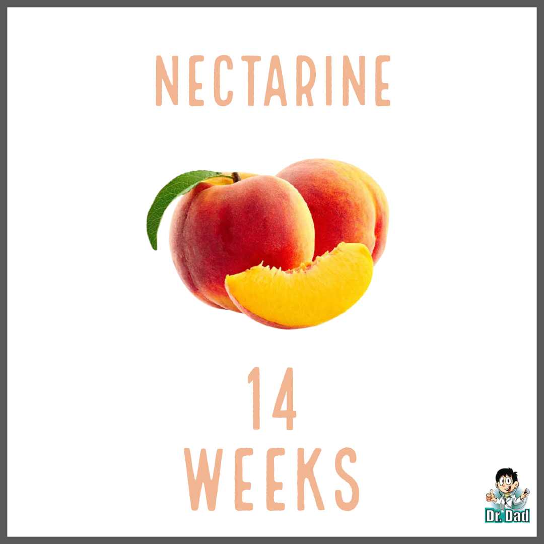 your pregnancy week by week week 14