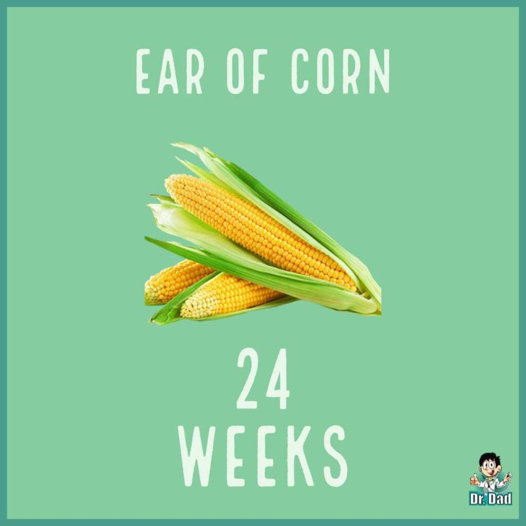 your pregnancy week by week week 24