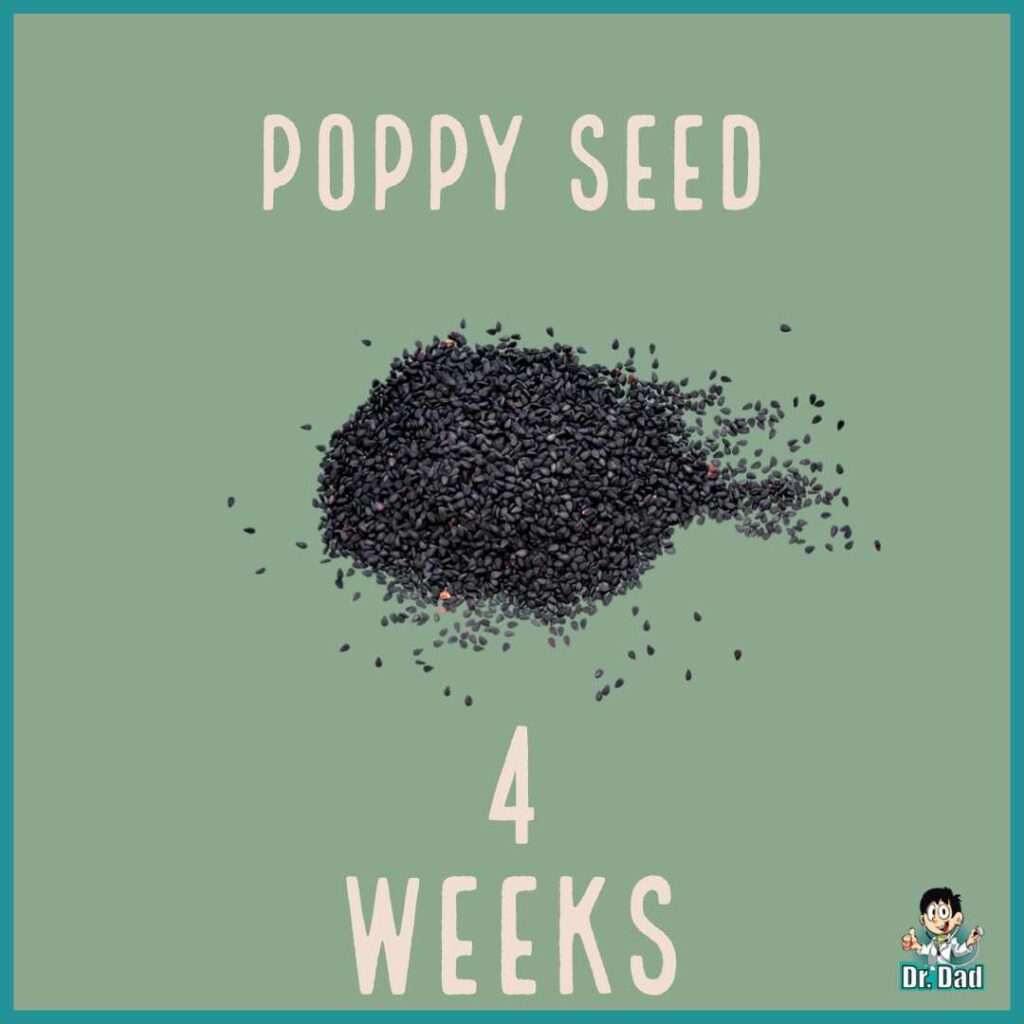 your pregnancy week by week week 4