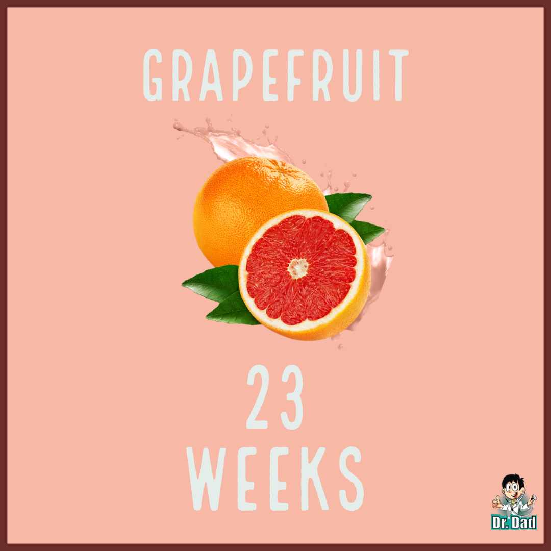 your pregnancy week by week week 23