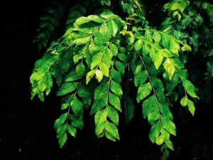 benefits of curry leaves