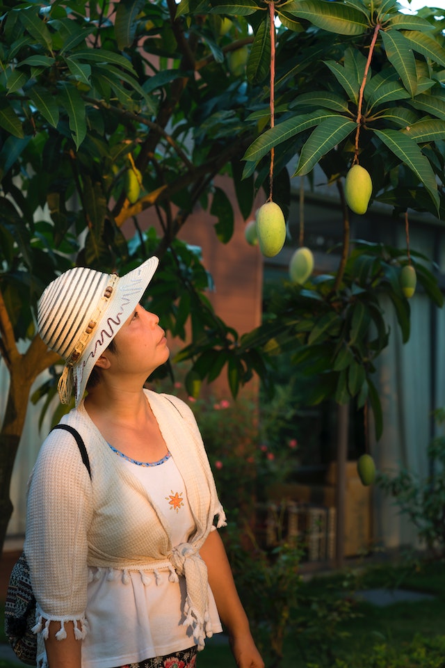 mango during pregnancy